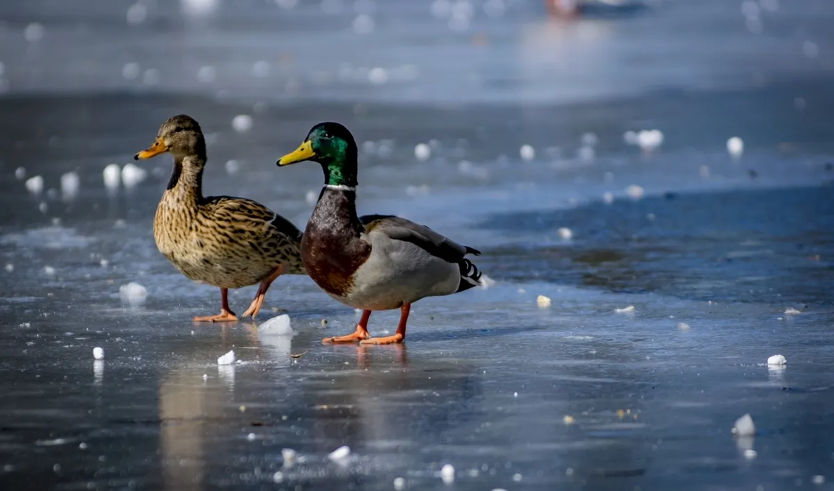 Male and female mallards standing on frozen ice